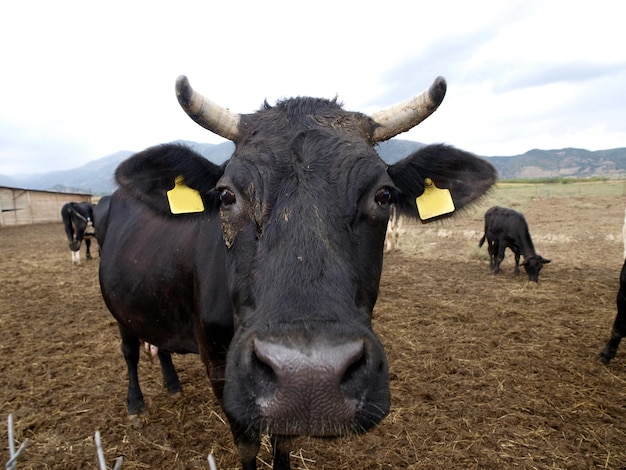 A cow with a tag on its ear is looking at the camera.