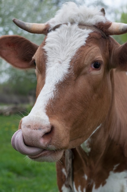 The cow with tongue out