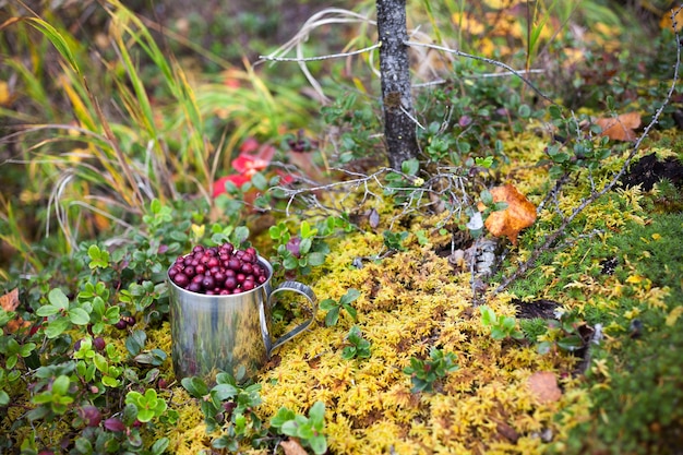 Cowberry in steel cup in a forest in autumn