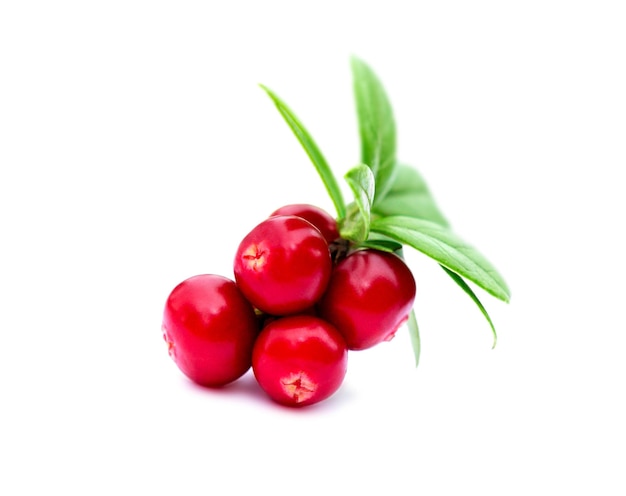 Cowberry with leaves isolated