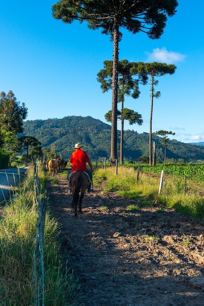 Cowboy leading cattle to pasture Countryside life