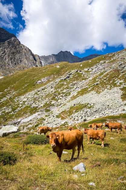 Cows in alpine pasture Pralognan la Vanoise French Alps