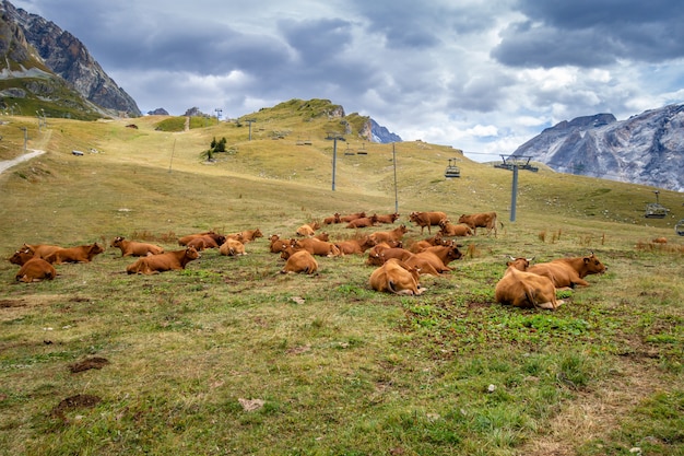 Cows in alpine pasture Pralognan la Vanoise French Alps