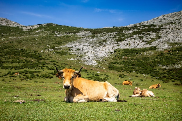 Cows around Covadonga lakes Picos de Europa Asturias Spain