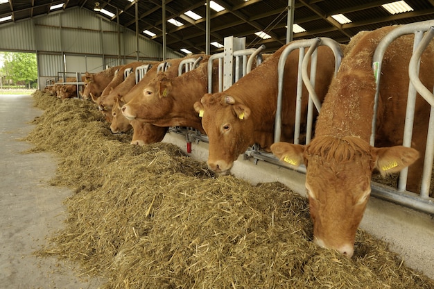 Cows in a barn