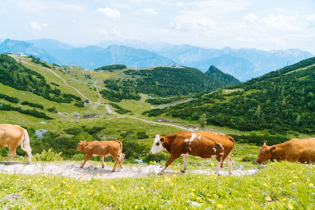 Cows and calf spends the summer months on an alpine meadow in Alps