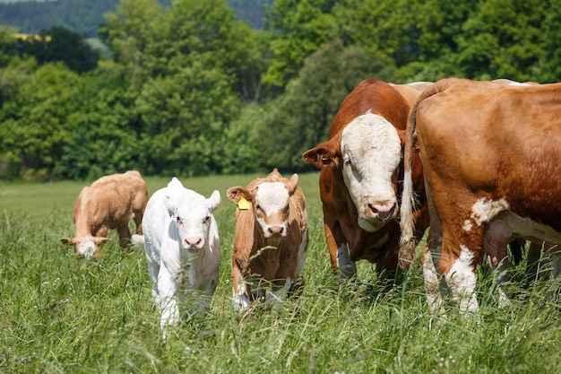 Cows and calves grazing on a spring meadow in sunny day