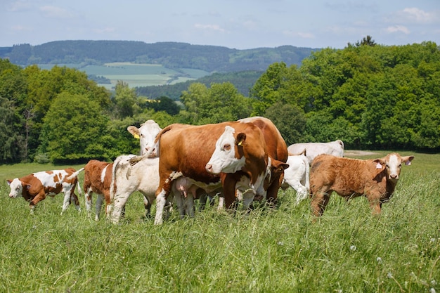 Cows and calves grazing on a spring meadow in sunny day