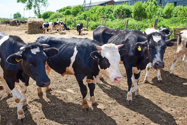 Cows on dairy farm at summer day