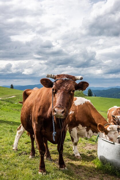 Cows drinking water in farm located in Pieniny Mountains Poland