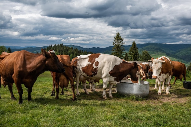 Cows drinking water in farm located in Pieniny Mountains Poland