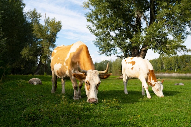 cows eat grass on a green meadow on a sunny day