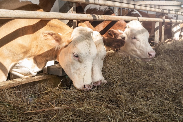 Cows eat hay from manger on farm