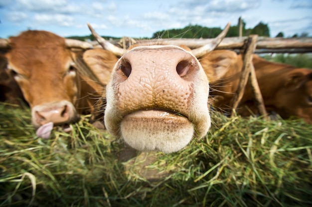 Cows eating straw.