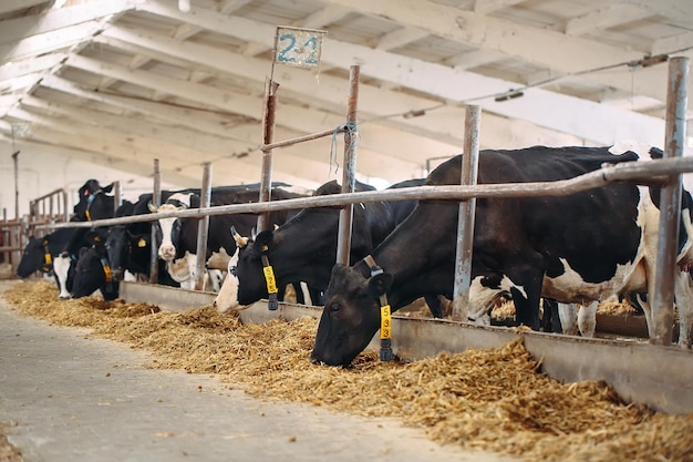 Cows on Farm. Cows eating hay in the stable.