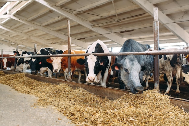 Cows on Farm. Cows eating hay in the stable.