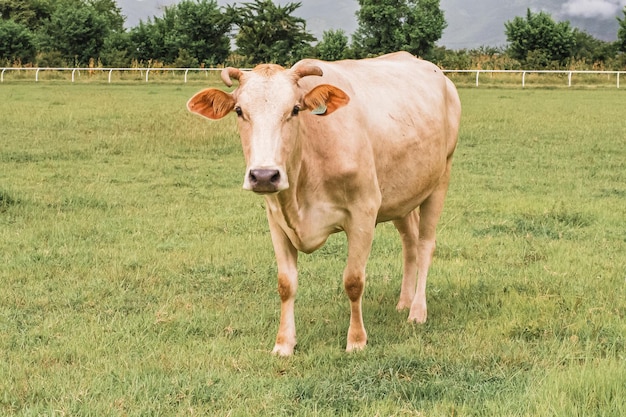 Cows in the farm