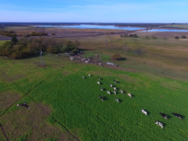 Cows fed grass in countryside Pampas PatagoniaArgentina