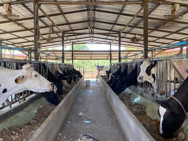 Cows feed in a rural farm.