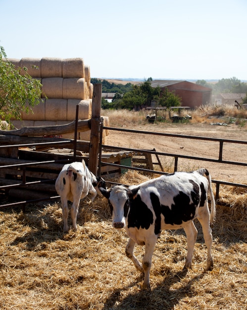 Cows in the fence on a farm