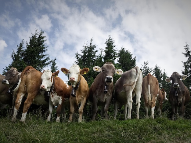 Photo cows on field against sky in bavaria