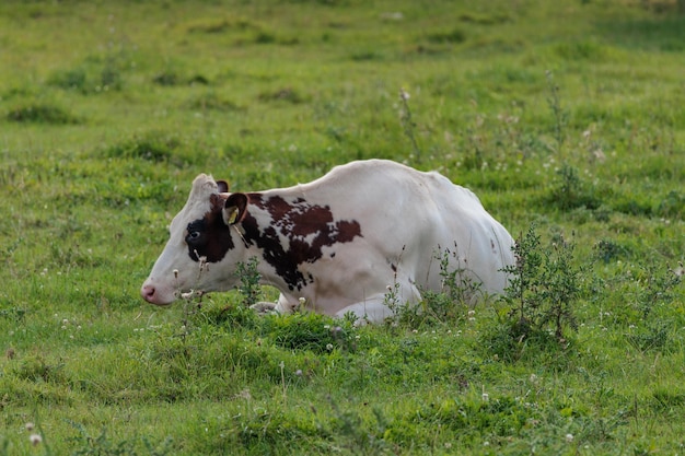 Cows on a field in germany