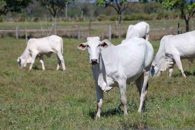 Cows in a field grazing Green grass Selective focus