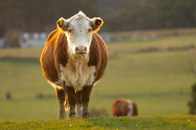 Cows in a field Stud Beef bulls cow and cattle grazing on grass in a field in Australia breeds include speckle park murray grey angus brangus and wagyu foot and mouth in bali at sunset