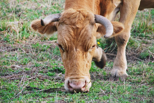 Cows on field