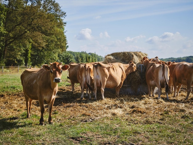 Photo cows on field