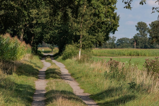 Photo cows in the german muensterland