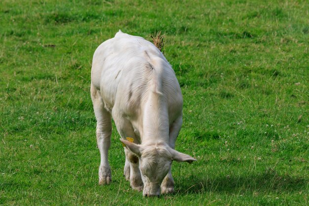 cows in germany