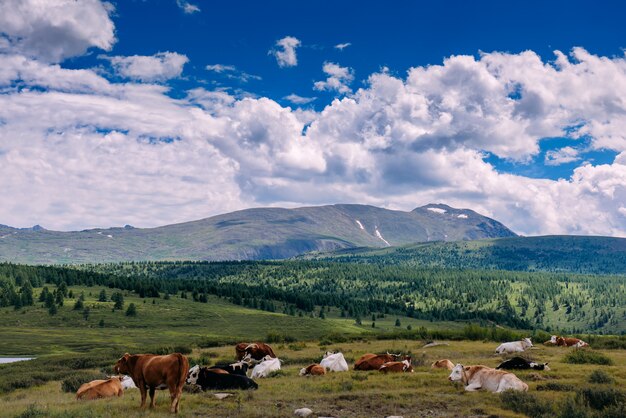 Cows on grass in forest with mountains and the beautiful sky.