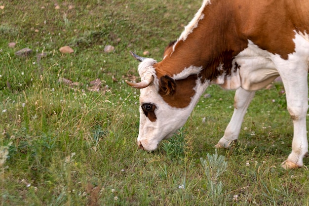 Photo cows graze in the meadow in summer cattle on the farm