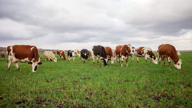 Cows graze in the meadow