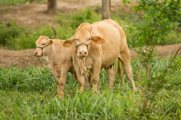 Cows grazing closeup shot, rural scene.