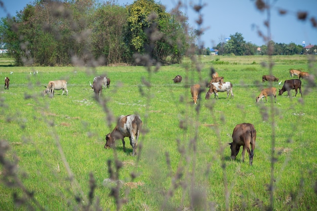 Cows grazing on farm with green field in good weather day