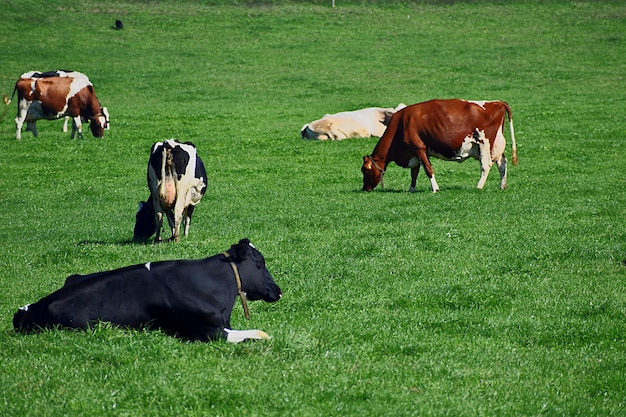 Photo cows grazing in a field