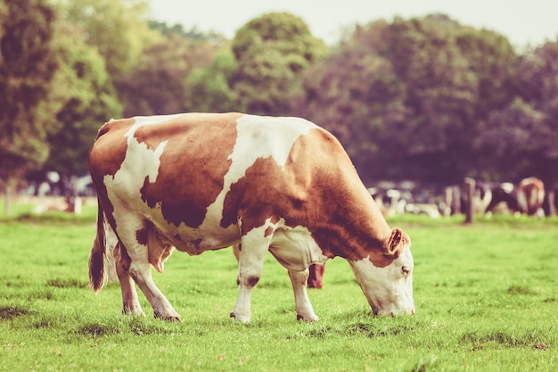 Cows grazing on field