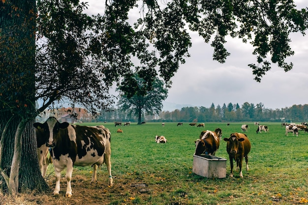 Photo cows grazing on grassy field