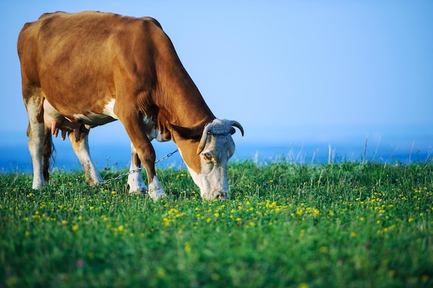 Cows grazing on a green field