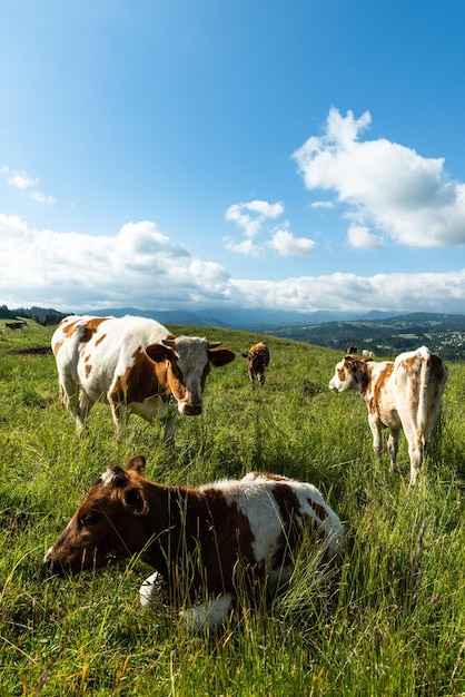 Cows grazing on green meadow in Polish countryside