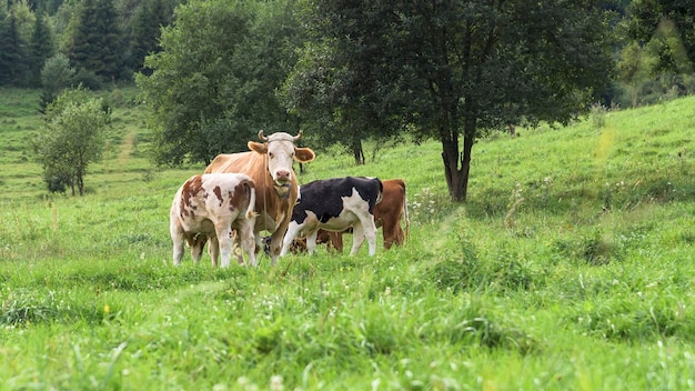 Cows grazing in the meadow