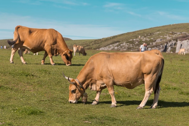 Cows grazing in the mountains of Covadonga Asturias Spain