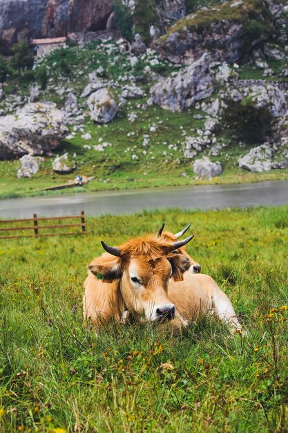 cows grazing in the mountains full of vegetation