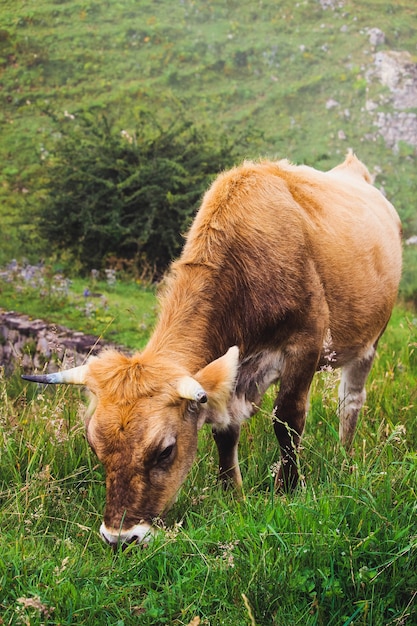 cows grazing in the mountains full of vegetation