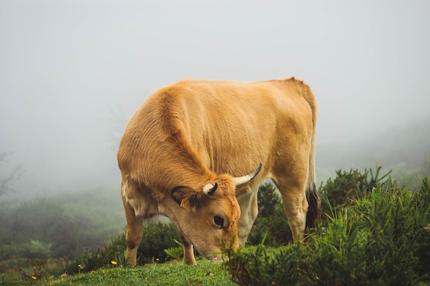 cows grazing in the mountains full of vegetation