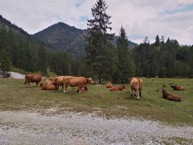 Cows grazing in the mountains near the forest