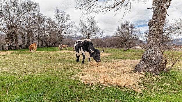 Cows grazing in an open-air herd in a meadow in the countryside