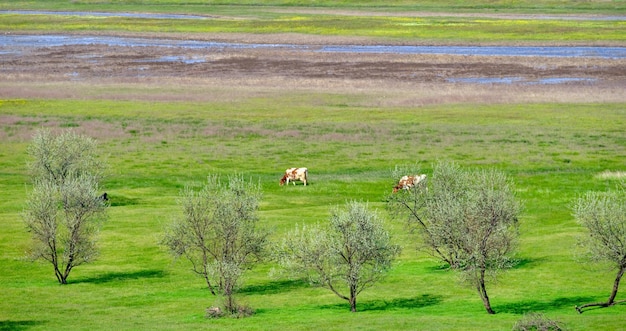 Cows on green meadow pastures of green juicy grass meadow panoramic landscape with water